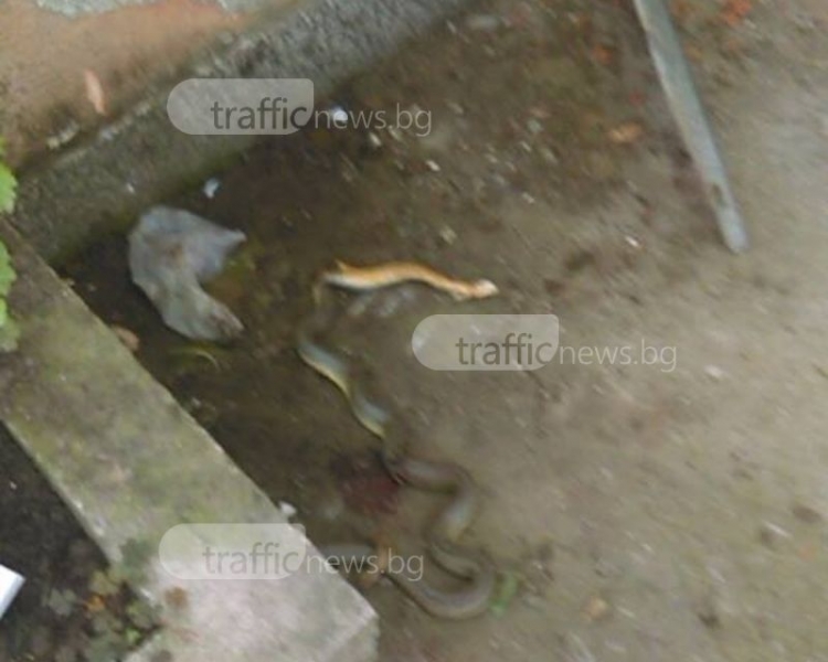 Змии плъзнаха в Смирненски! Пловдивчанин видя смок в двора си СНИМКА