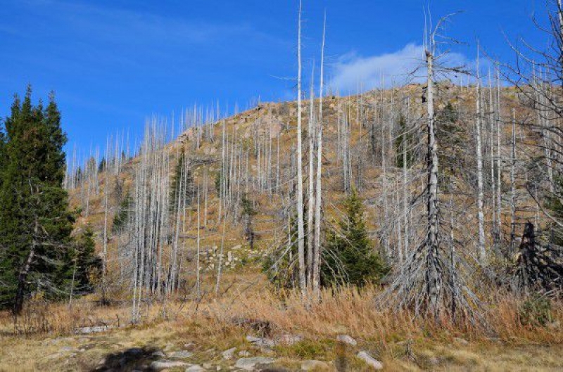 Горите у нас изчезват, все повече дървета изсъхват под 700 метра надморска височина