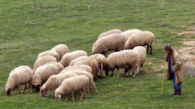 Трио апаши с двоен удар – първо задигнаха овце, а след това и бус, за да ги извозят