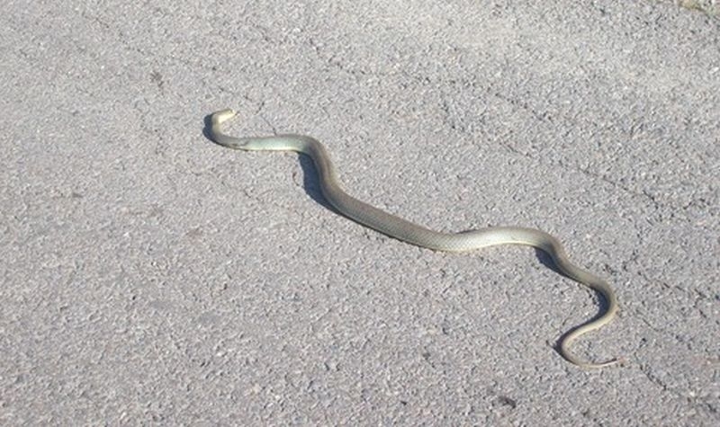 Змия се промъкна в дома на майка с две деца край Пловдив СНИМКИ