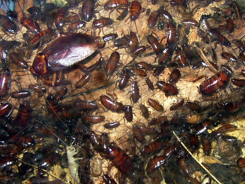 Учени предупреждават: Хлебарките еволюират, могат да завладеят света