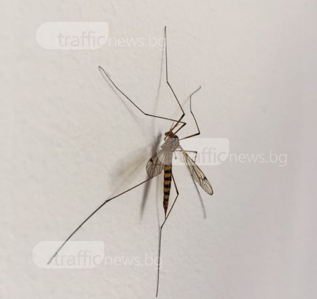 Тигрови комари кацат по жилищни сгради в Пловдив, хората се притесняват от малария СНИМКИ