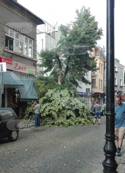 След бурята в Пловдив! Дърво се сгромоляса на 