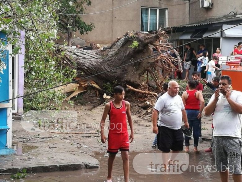 Огромно дърво падна върху къщи в Столипиново СНИМКИ+ВИДЕО