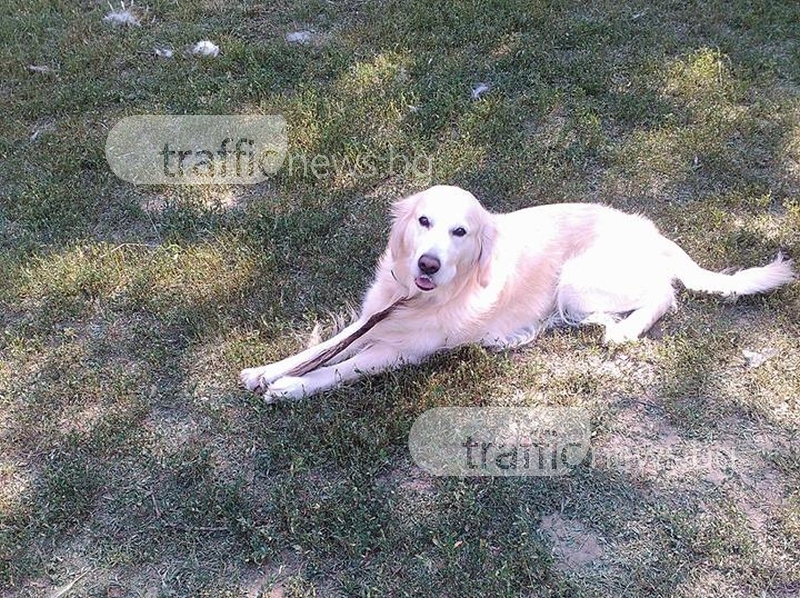 Над 1000 кучета са в “нелегалност“ в Пловдив