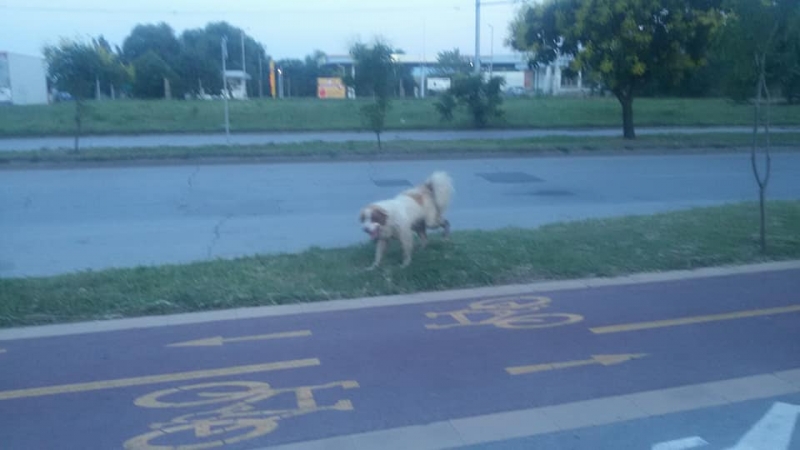 Намерено е мъжко куче в Тракия. Познавате ли си го? СНИМКИ