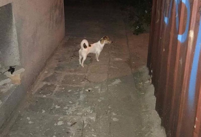 Добра новина: Изгубеното куче се върна при стопанина си в Пловдив