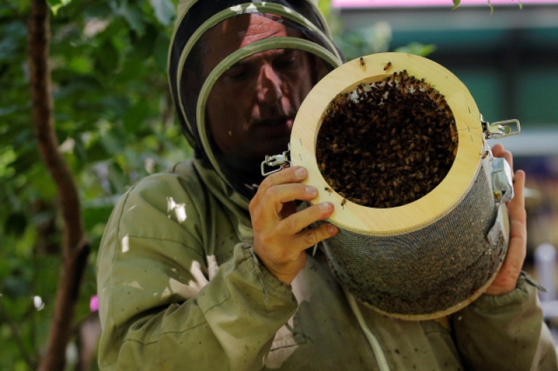 Десетки хиляди пчели нападнаха 