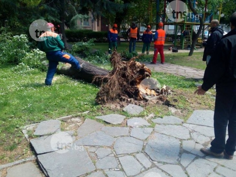 Криза за общински градинари в Пловдив, дават заплати между 460 и 550 лева