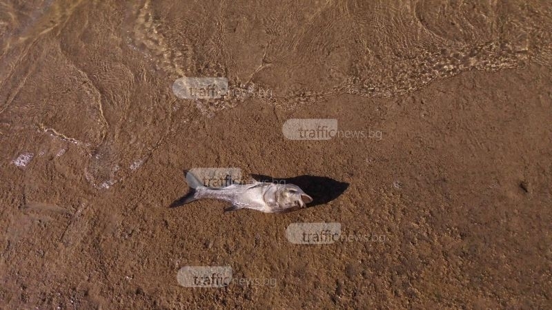 Мъртва риба изплува край Брацигово