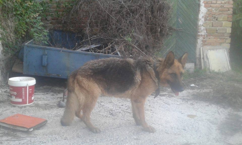 Завързаха куче за дърво край Асеновград - без вода и храна СНИМКИ