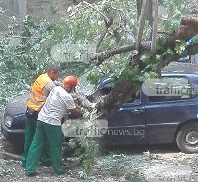 Огромно дърво се стовари върху коли в Пловдив! По чудо няма жертви СНИМКИ