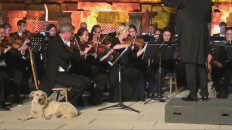 Бездомно куче се включи в концерт на Виенската филхармония ВИДЕО
