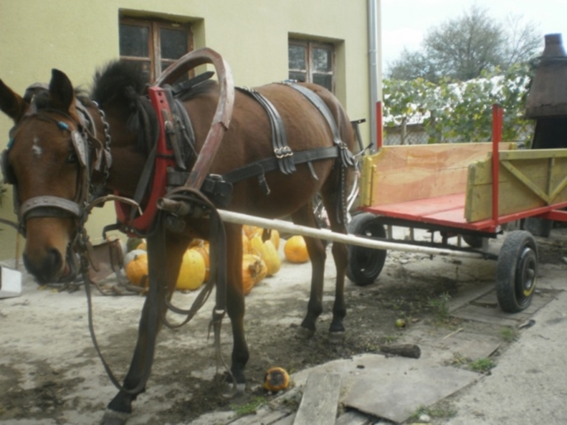 Апаши задигнаха каруца с кобила и катър край Раковски
