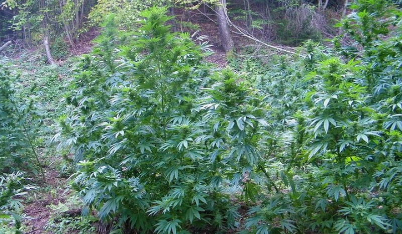 Пазарджишко дуо засади нива с марихуана