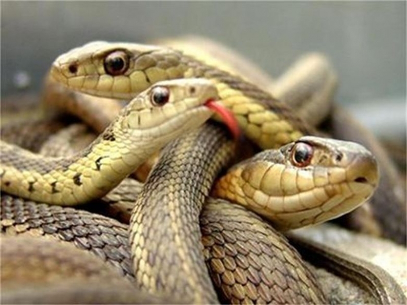 Змии плъзнаха в Смолян, съскат в жилища и магазини