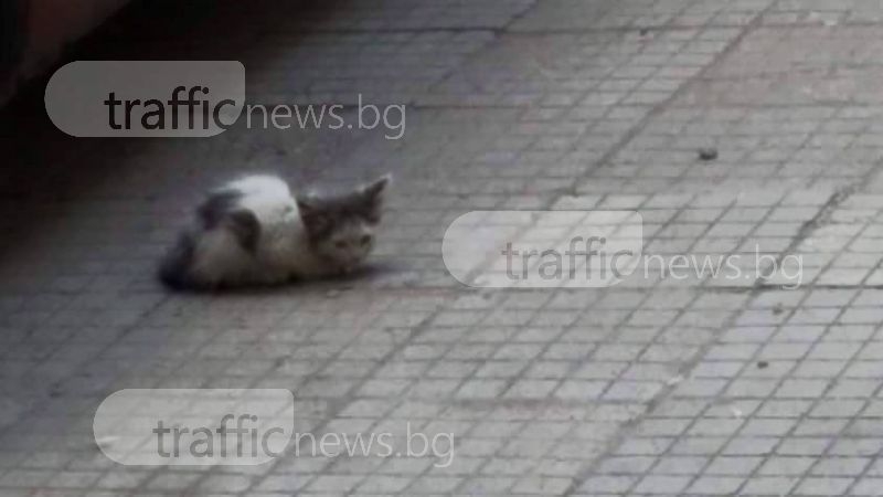 Жестоко! Пловдивчани се двоумят как да отровят малко котенце СНИМКИ