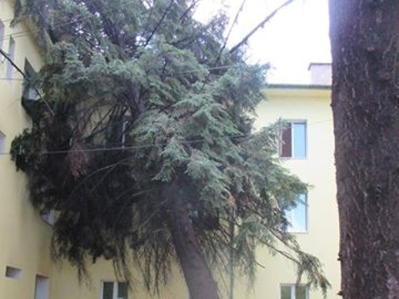 Ураганна буря удари Гоце Делчев, дърво се стовари върху родилното