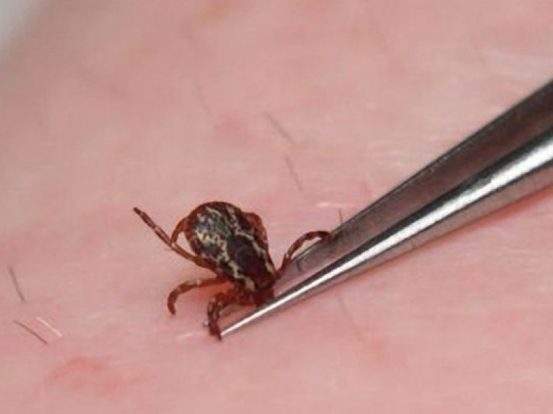 Зачестяват случаите на ухапвания от кърлежи в Пловдив