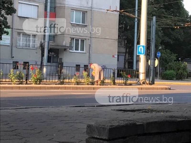 Крала баба китки от булеварда в Пловдив СНИМКА