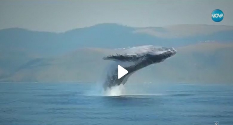 Уникално! Вижте как 40-тонен кит изскача от водата ВИДЕО
