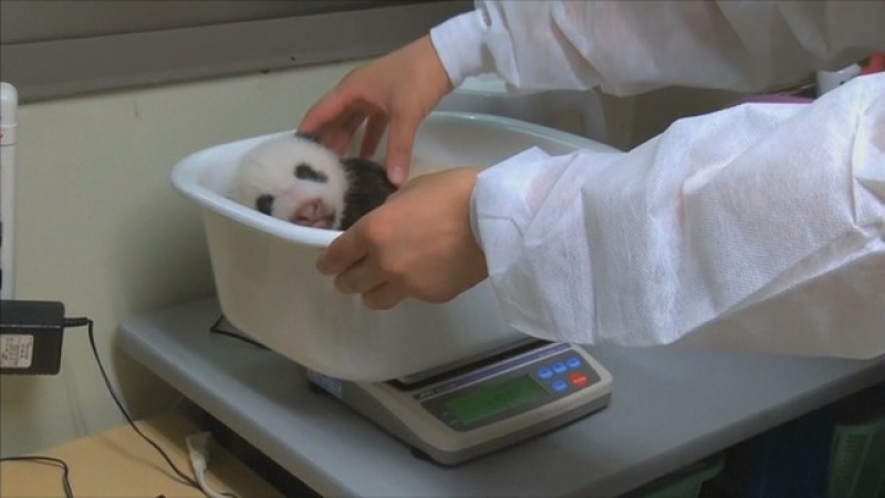 Eдномесечна панда е най-малкият обитател на зоопарка в Токио