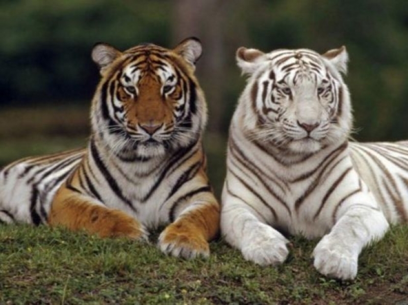 Светът отбелязва Международния ден на тигъра