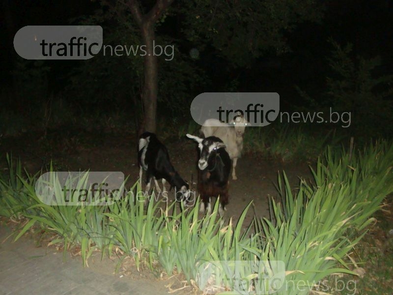 С усещане като на село: кози припкат под тераси в Пловдив, слизат и на булеварда СНИМКИ