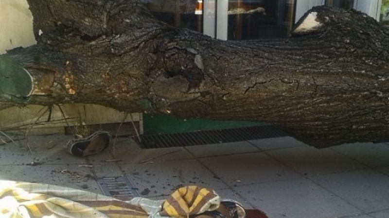 Дърво падна върху жена в центъра на София