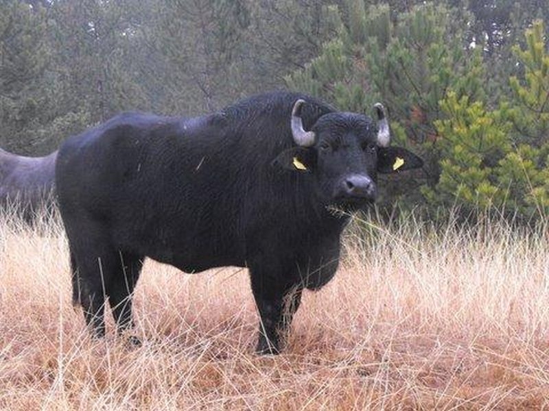 Бивол уби мъж край Пловдив