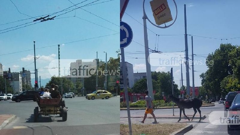Коне и каруци обикалят Пловдив! Газят улици и закони СНИМКИ