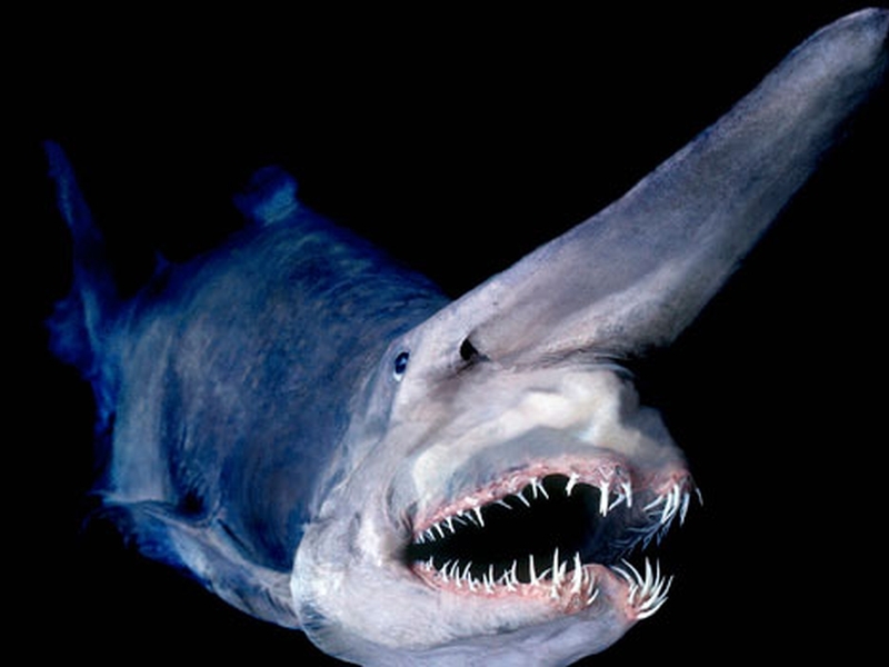 Най-грозната риба на света плаши с отвратителното си лице ВИДЕО