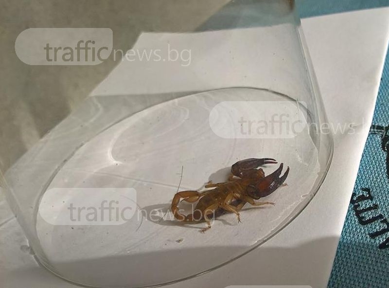 Пловдивчанка откри скорпион в банята си СНИМКИ