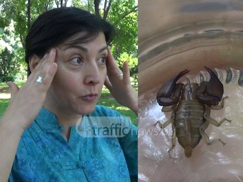 Разказ от първо лице: Жената от Пловдив, която влезе да си вземе душ, а намери скорпион ВИДЕО