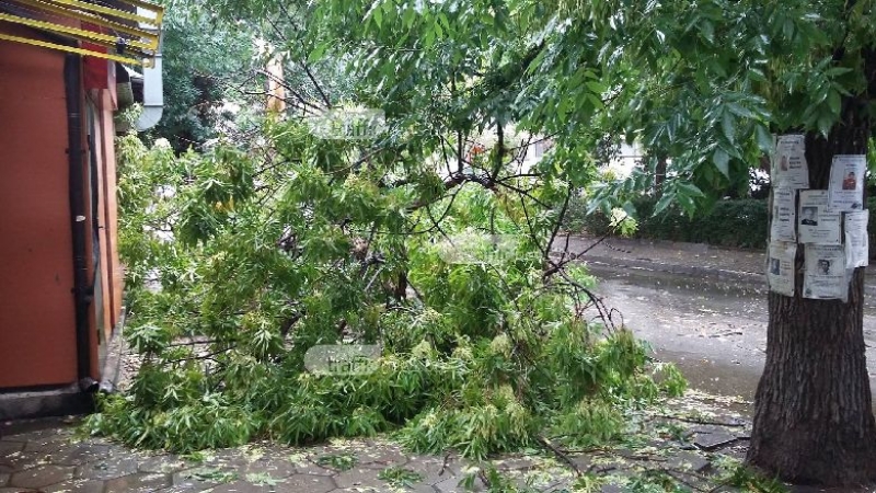 Дърво падна в центъра на Пловдив, бутна улична лампа СНИМКИ
