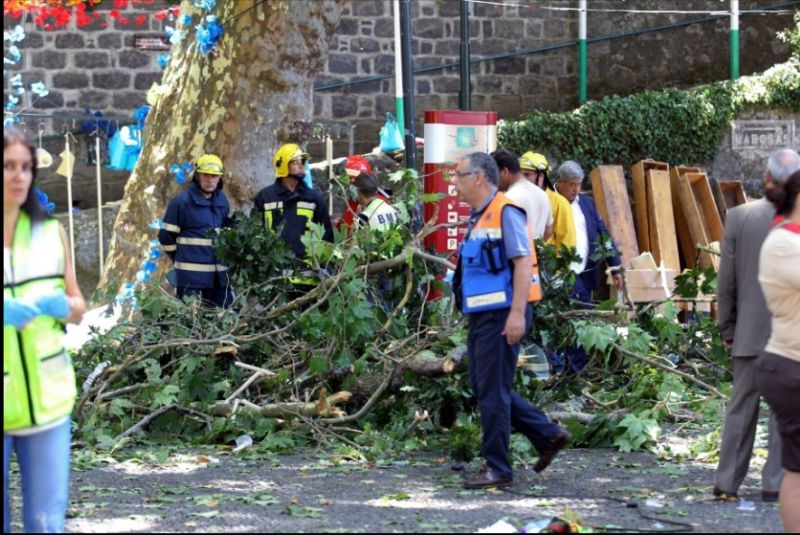 Паднало дърво уби 11 души в Португалия
