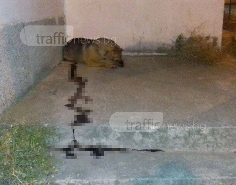 Жестока гледка: Застреляха куче насред жилищен квартал СНИМКА
