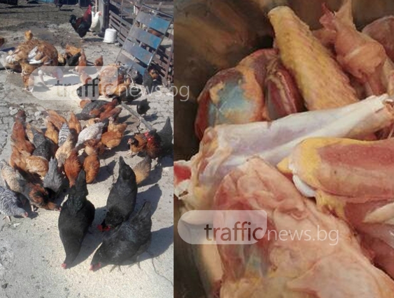 Био пилета във фейсбук! Пловдивчанка продава чиста мръвка чрез социалната мрежа СНИМКИ