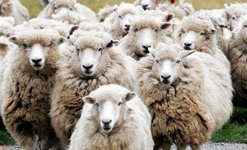 Джигит връхлетя стадо, уби 40 овце!