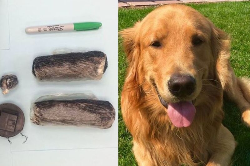 Куче изкопа близо половин килограм хероин в двора на стопаните си СНИМКИ
