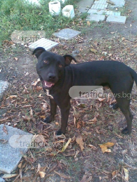 Виждали ли сте питбула Кардам? Повече от седмица от него няма и следа