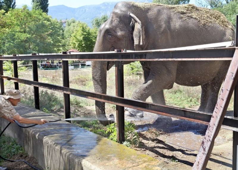 Как се къпе слон и как се хранят маймуните в столичния зоопарк? СНИМКИ и ВИДЕО