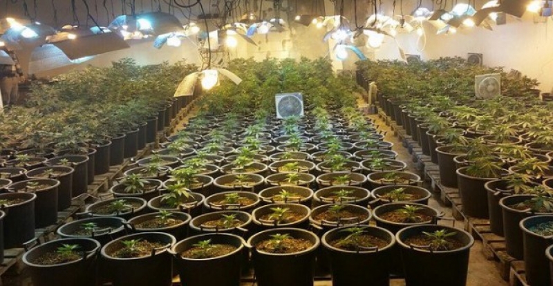 Вкараха в ареста наркопроизводител, отглеждал 79 растения марихуана край Пловдив