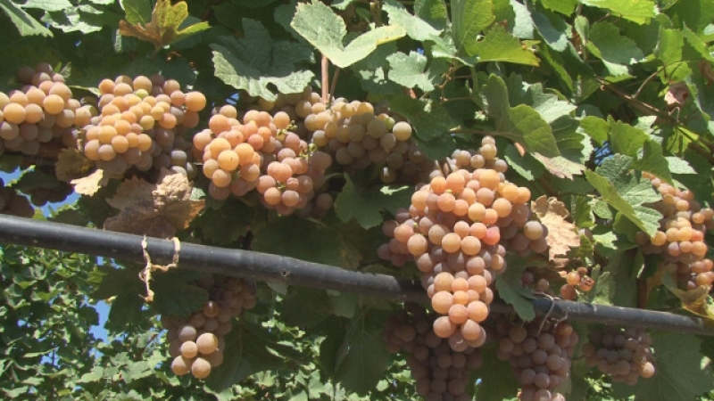 Прекрасни вина от Пловдивския регион се задават на пазара заради богатата реколта