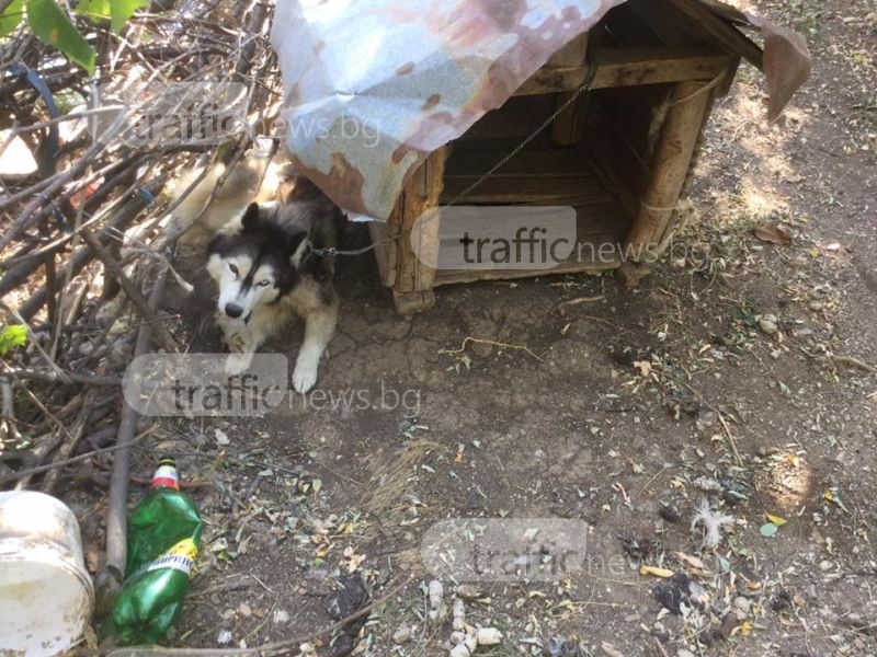 Ужасяваща гледка: Оставиха четири кучета без вода и храна край Асеновград СНИМКИ и ВИДЕО