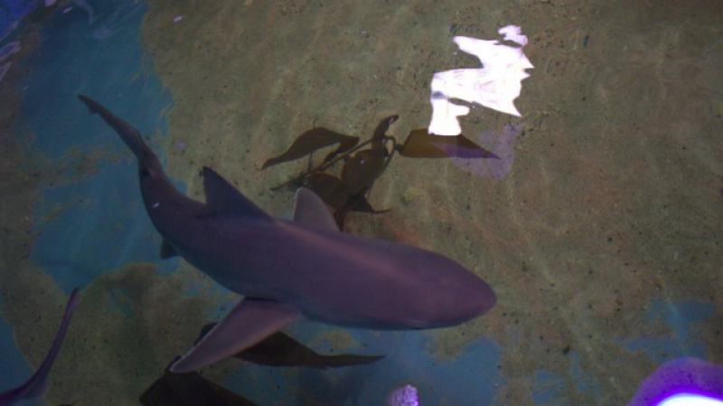 Полицаи откриха 10 акули в мазе СНИМКИ