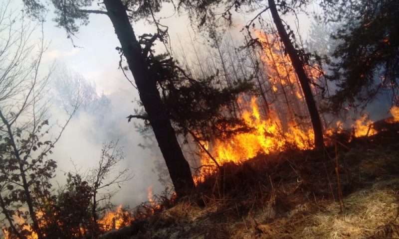 61-годишна жена запали отпадъци в имота си, а огънят опожари горски масив до Велинград
