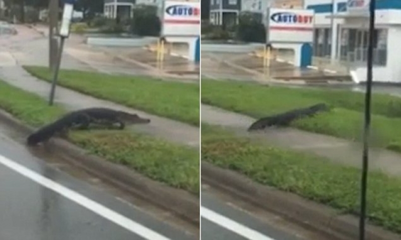 Изненада след “Ирма“: Огромен алигатор се появи на улица в Мелбърн СНИМКА