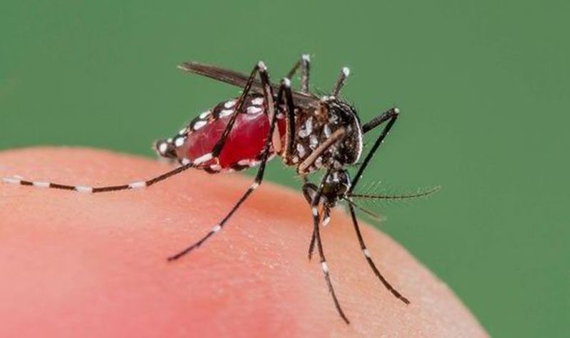 Масово изтребление очаква комарите и кърлежите в Пловдив
