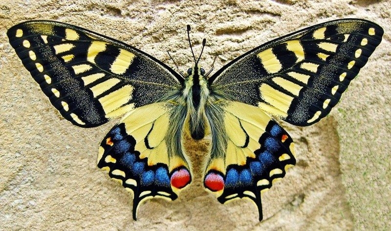 Живи пеперуди ще радват пловдивчани в Природонаучния музей